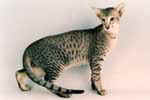 [Oriental brown spotted tabby, O Toyos Spotted Sir Tobby]