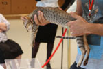 Oriental chocolat spotted tabby, Rock'n'Cats Jamacat