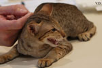 Oriental chocolat spotted tabby, Rock'n'Cats Jamacat
