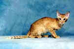 [Oriental red spotted tabby, Roux des Clos Luciles]