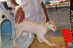 [Peterbald red point, Ideal Cat Endy Wahrol]