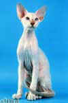 [Peterbald lilac tabby point, Ussuri Natural Elegance]