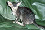 [Peterbald black silver tabby, Magnoliachat Charo]